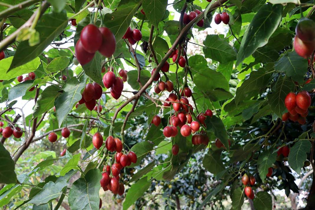 İlk kez görenler şaşkınlıkla izliyor: Bu domates ağaçtan toplanıyor! Yıllar önce o ülkeden getirdi, bu sezon bolluk yaşanıyor 1